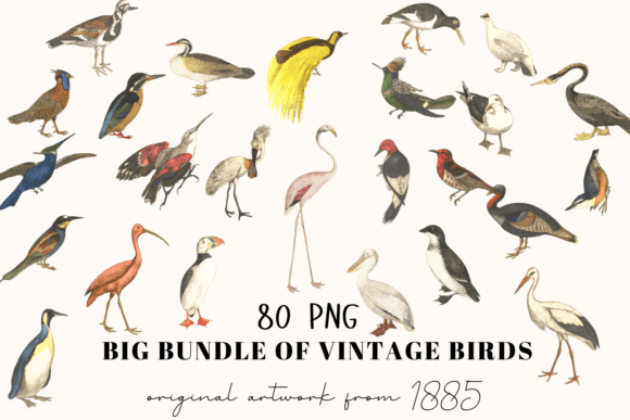 80 Vintage Bird Illustrations PNG for Timeless Design