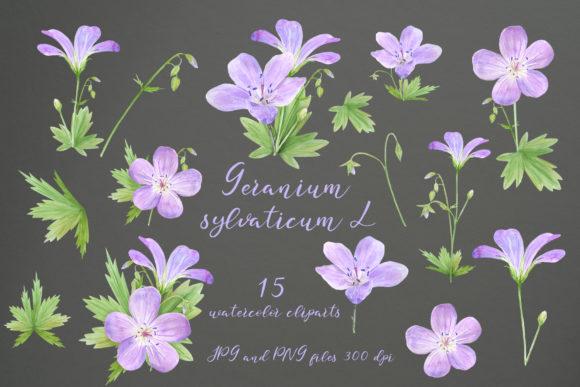 Enchanting Watercolor Geranium Illustrations for Your Designs