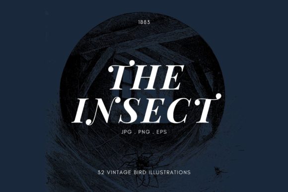 Timeless Elegance: Using Ornate Insect Illustrations