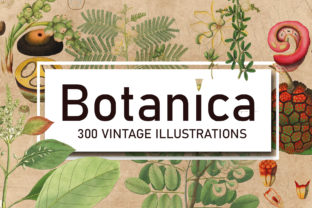 Unlock Timeless Design with 300 Antique Botanical Illustrations
