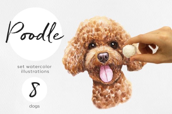 Watercolor 8 Poodle Dog Illustrations: A Designer's Joyful Asset